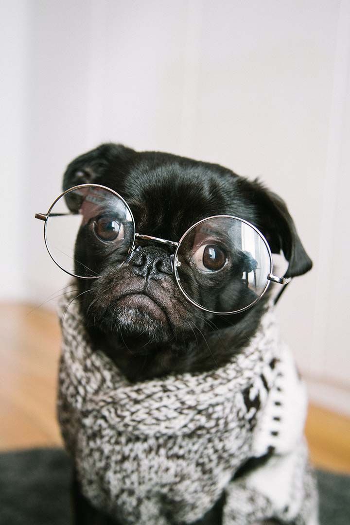 charlesdeluvio-pug