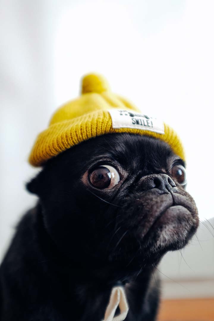 toshi-pug